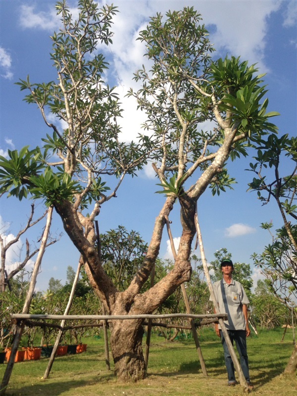 ต้นลีลาวดีขาวโบราณ | แสงเจริญ ลีลาวดี - เมืองอุบลราชธานี อุบลราชธานี