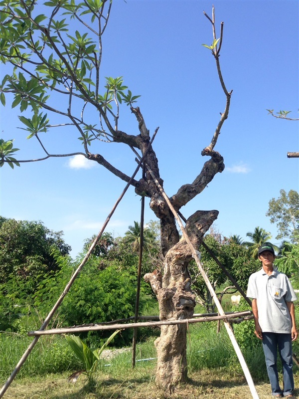 ต้นลีลาวดีขาวโบราณ | แสงเจริญ ลีลาวดี - เมืองอุบลราชธานี อุบลราชธานี