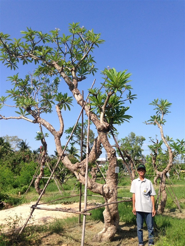 ต้นลีลาวดีขาวโบราณ | แสงเจริญ ลีลาวดี - เมืองอุบลราชธานี อุบลราชธานี