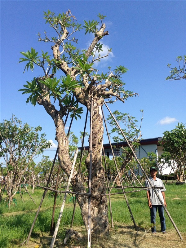 ต้นลีลาวดีขาวโบราณ | แสงเจริญ ลีลาวดี - เมืองอุบลราชธานี อุบลราชธานี