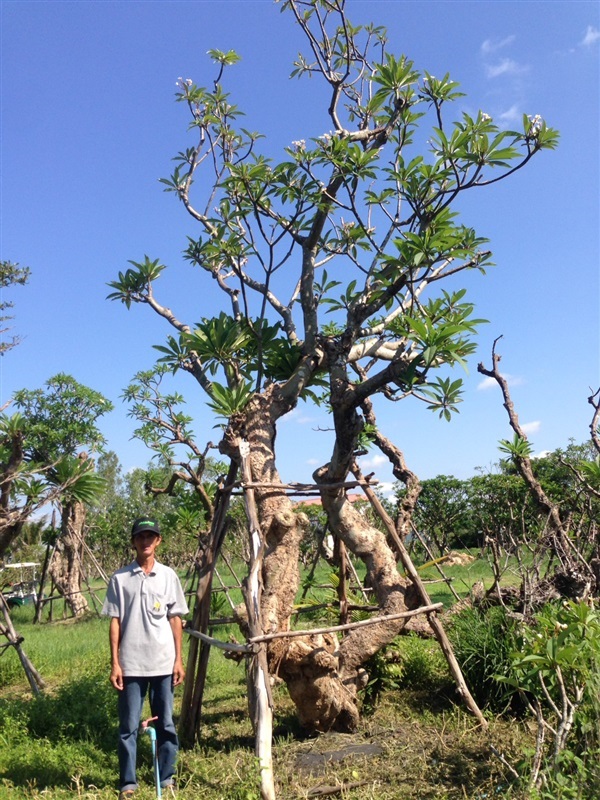 ต้นลีลาวดีขาวโบราณ | แสงเจริญ ลีลาวดี - เมืองอุบลราชธานี อุบลราชธานี