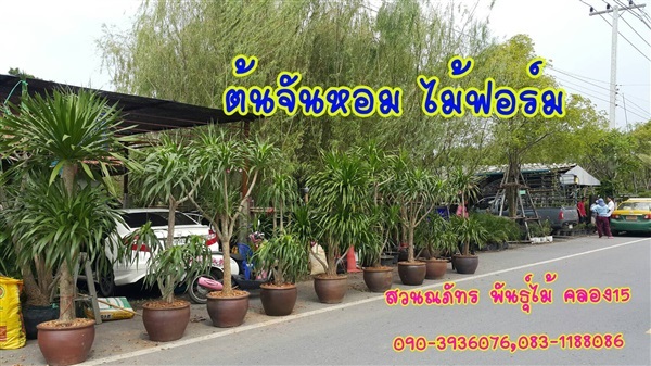 จันทร์หอม