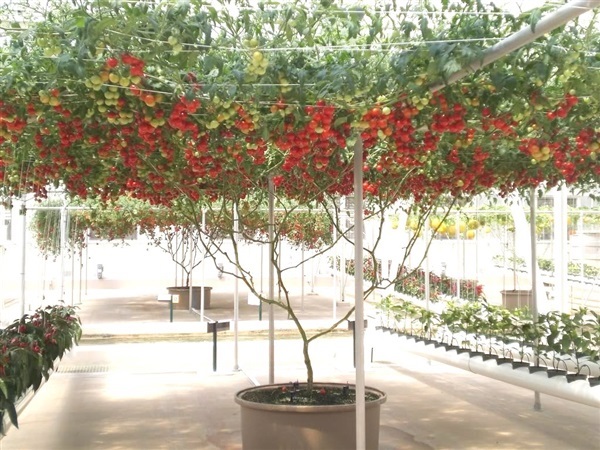 มะเขือเทศต้นอิตาลี่ Italian tomato tree | ไม้ดอกออนไลน์ - บางใหญ่ นนทบุรี