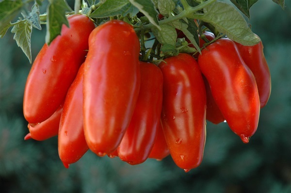 มะเขือเทศซาน มาซาโน่ San marzano Tomato | ไม้ดอกออนไลน์ - บางใหญ่ นนทบุรี