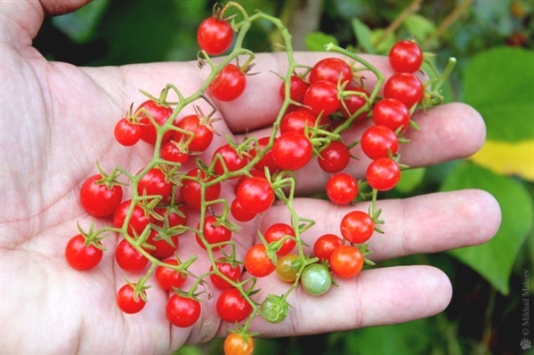 มะเขือเทศสวีท พี เคอแรนซ์ Sweet Pea Currant Tomato | ไม้ดอกออนไลน์ - บางใหญ่ นนทบุรี