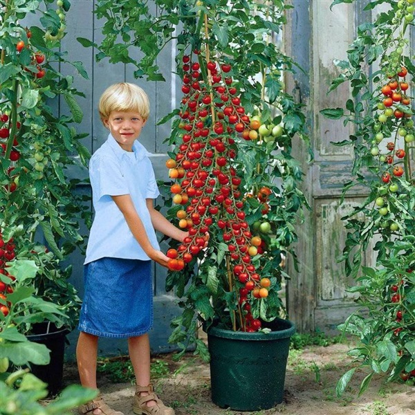 มะเขือเทศ ซุปเปอร์สวีท  Tomato - Supersweet F1 | ไม้ดอกออนไลน์ - บางใหญ่ นนทบุรี