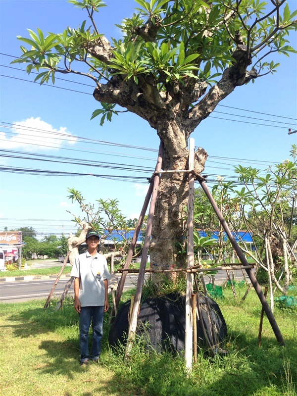 ต้นลีลาวดีขาวโบราณ | แสงเจริญ ลีลาวดี - เมืองอุบลราชธานี อุบลราชธานี