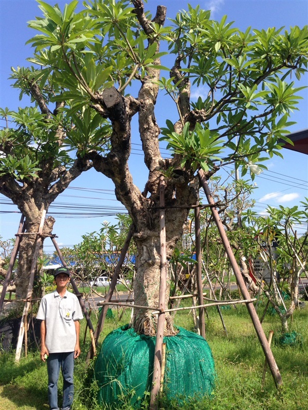 ต้นลีลาวดีขาวโบราณ   | แสงเจริญ ลีลาวดี - เมืองอุบลราชธานี อุบลราชธานี