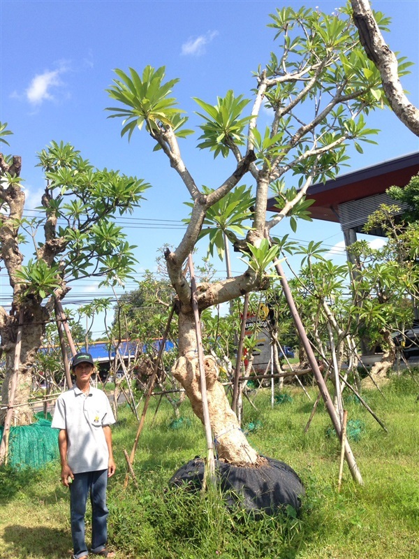 ต้นลีลาวดีขาวโบราณ | แสงเจริญ ลีลาวดี - เมืองอุบลราชธานี อุบลราชธานี