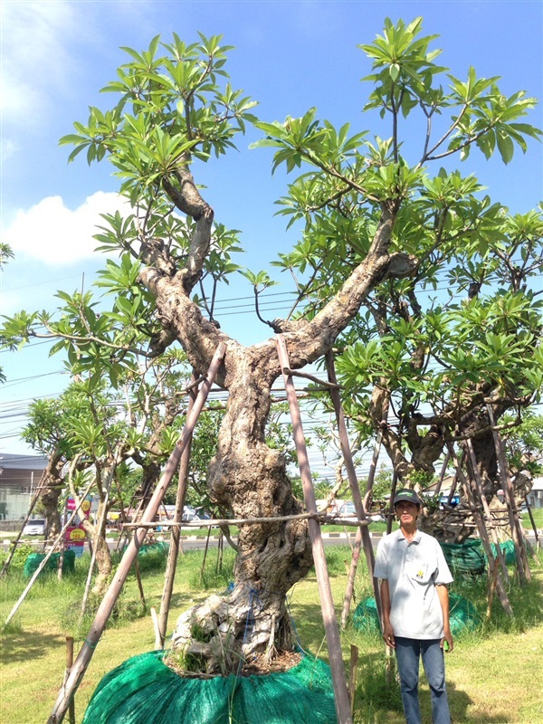 ต้นลีลาวดีขาวโบราณ | แสงเจริญ ลีลาวดี - เมืองอุบลราชธานี อุบลราชธานี