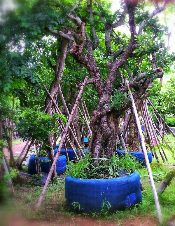 ต้นหว้าน้ำ | ลพบุรีไม้ล้อม/บ่อแก้วพันธุ์ไม้ - เมืองลพบุรี ลพบุรี