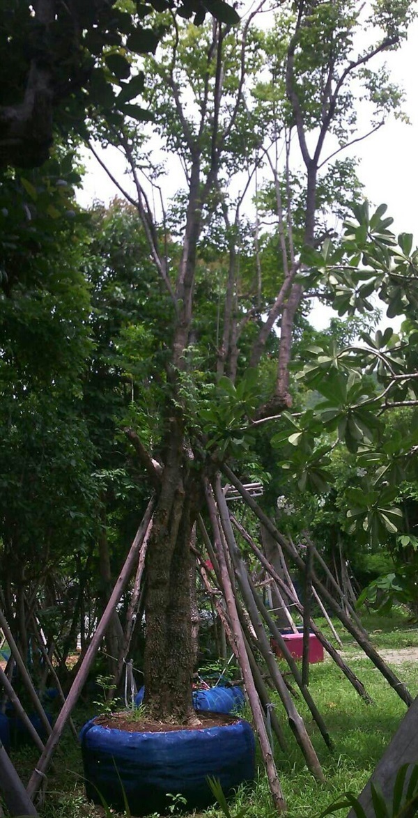 ต้นปีบ | ลพบุรีไม้ล้อม/บ่อแก้วพันธุ์ไม้ - เมืองลพบุรี ลพบุรี