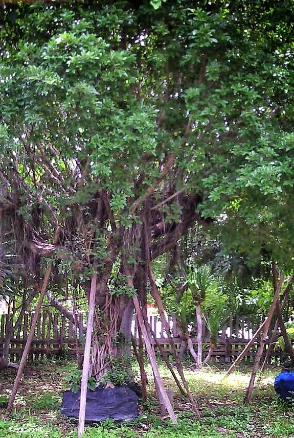 ต้นไทรย้อย | ลพบุรีไม้ล้อม/บ่อแก้วพันธุ์ไม้ - เมืองลพบุรี ลพบุรี