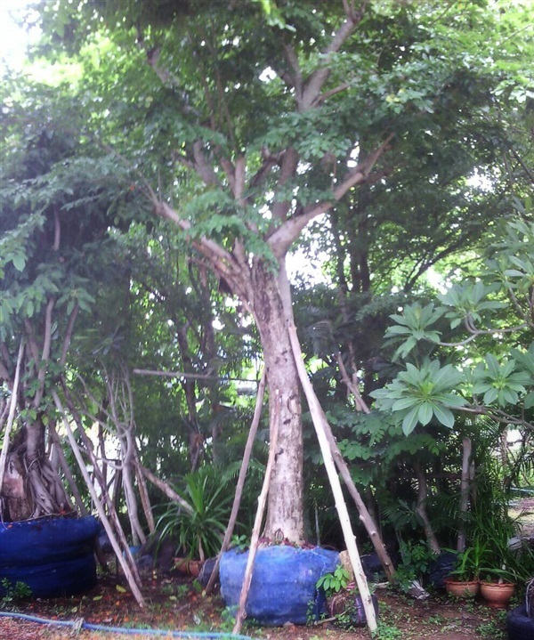 ต้นประดู่กิ่งอ่อน | ลพบุรีไม้ล้อม/บ่อแก้วพันธุ์ไม้ - เมืองลพบุรี ลพบุรี