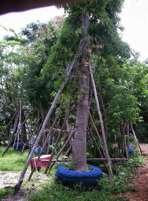 ต้นสาละ | ลพบุรีไม้ล้อม/บ่อแก้วพันธุ์ไม้ - เมืองลพบุรี ลพบุรี