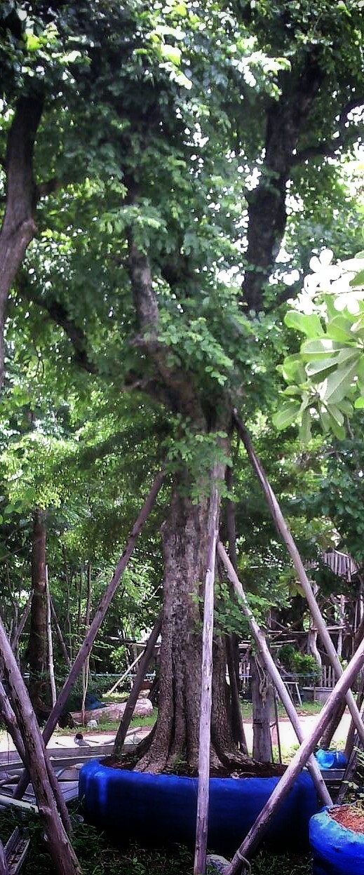 ต้นแคนา | ลพบุรีไม้ล้อม/บ่อแก้วพันธุ์ไม้ - เมืองลพบุรี ลพบุรี