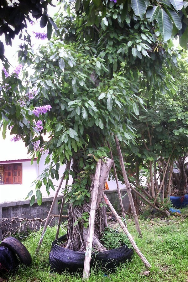 ต้นมหาโชค | ลพบุรีไม้ล้อม/บ่อแก้วพันธุ์ไม้ - เมืองลพบุรี ลพบุรี