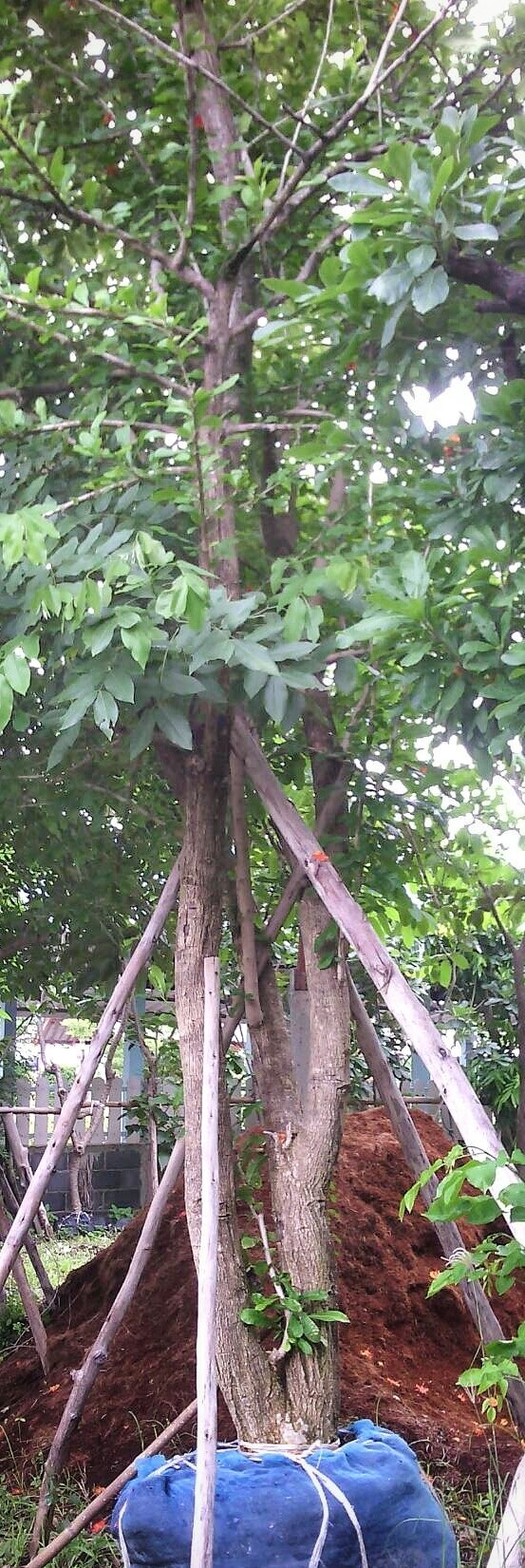 ต้นน้ำเต้าอินเดีย | ลพบุรีไม้ล้อม/บ่อแก้วพันธุ์ไม้ - เมืองลพบุรี ลพบุรี