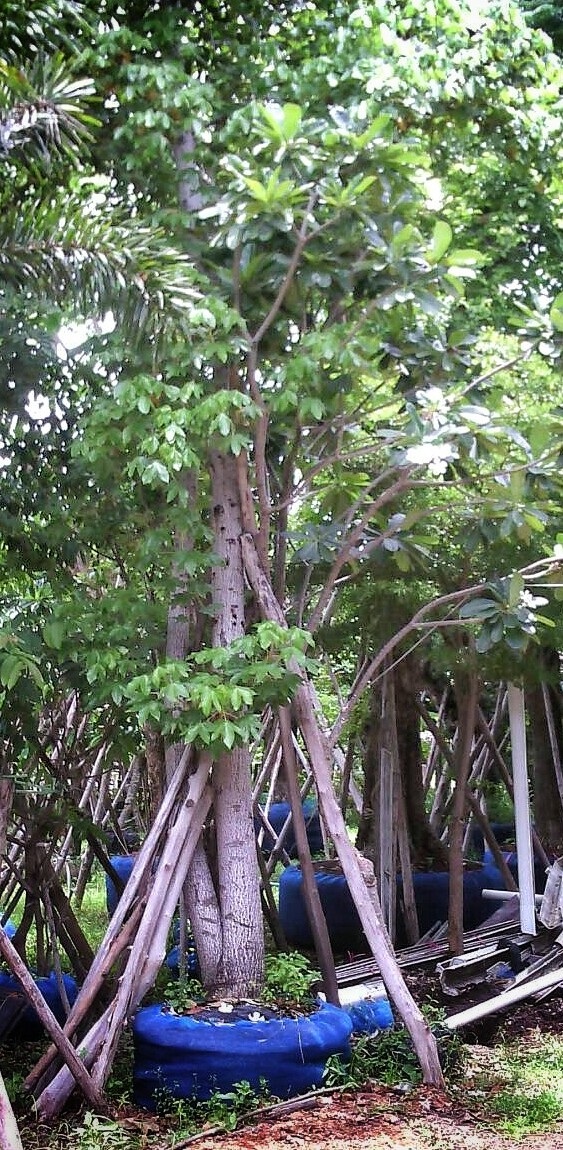 ต้นฝ้ายคำ | ลพบุรีไม้ล้อม/บ่อแก้วพันธุ์ไม้ - เมืองลพบุรี ลพบุรี