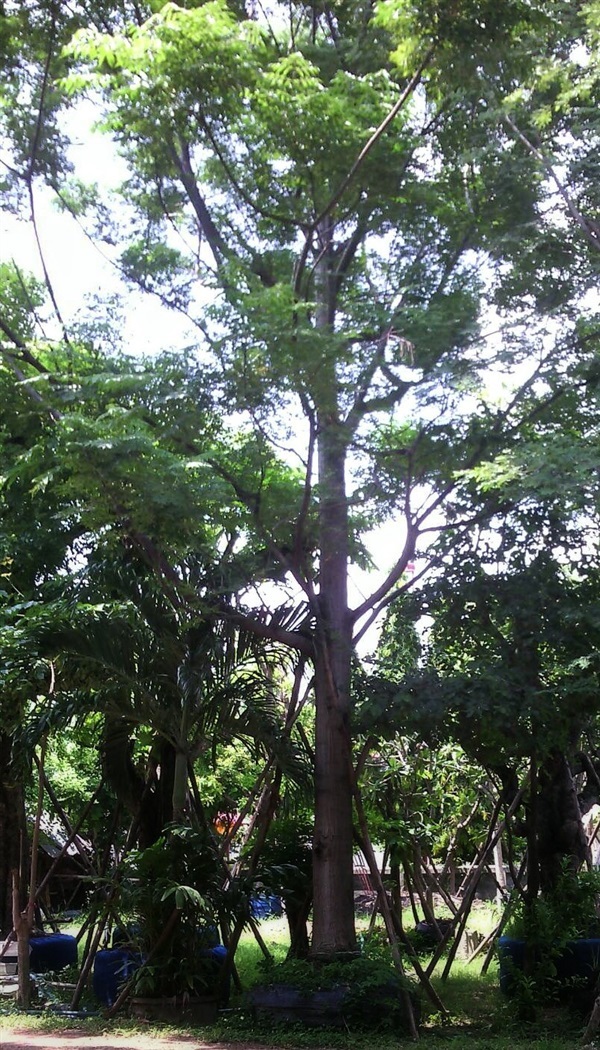 ต้นเลี่ยน | ลพบุรีไม้ล้อม/บ่อแก้วพันธุ์ไม้ - เมืองลพบุรี ลพบุรี