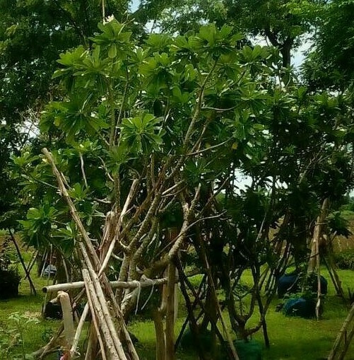 ต้นลีลาวดี (ขาวพวง) | ลพบุรีไม้ล้อม/บ่อแก้วพันธุ์ไม้ - เมืองลพบุรี ลพบุรี