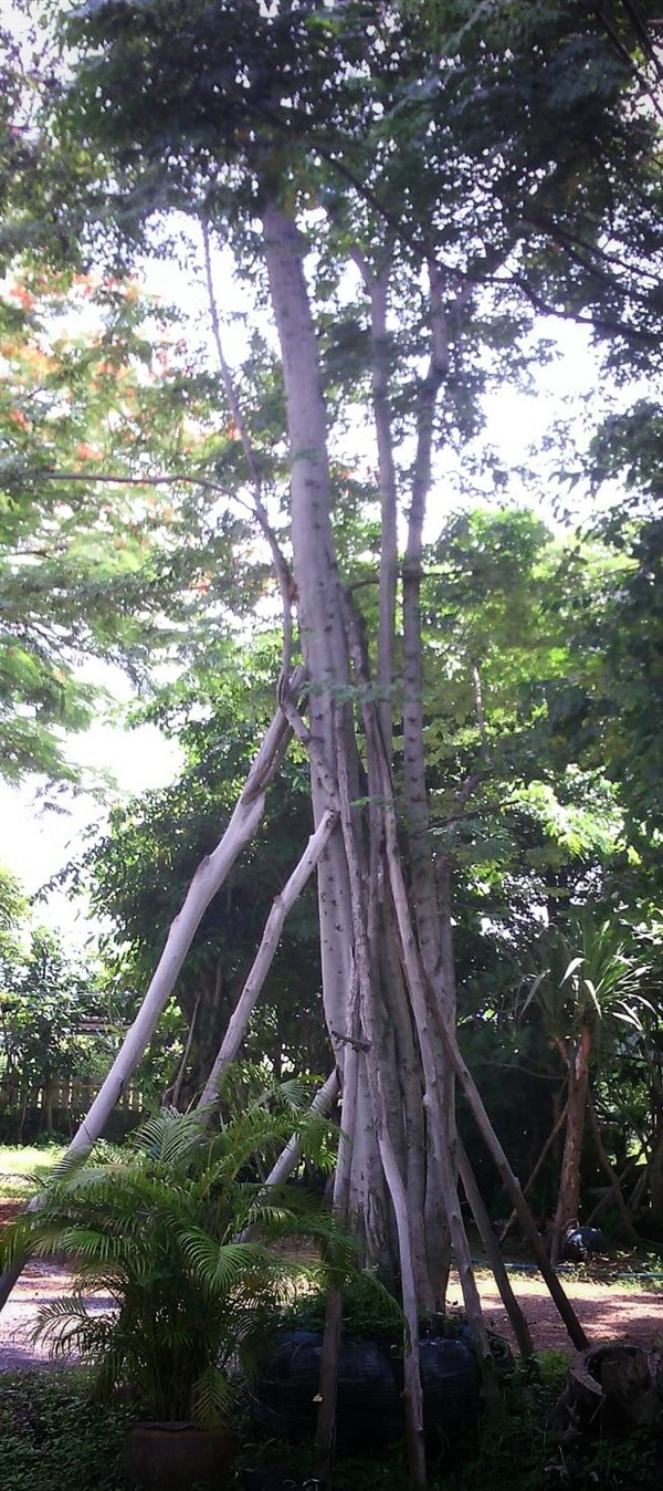 ต้นฉนวน | ลพบุรีไม้ล้อม/บ่อแก้วพันธุ์ไม้ - เมืองลพบุรี ลพบุรี