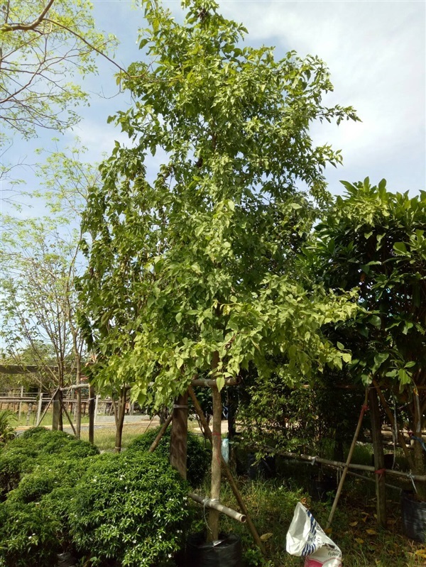 ต้นมะตูม | ดิเรก บ้านดงบัง -  ปราจีนบุรี