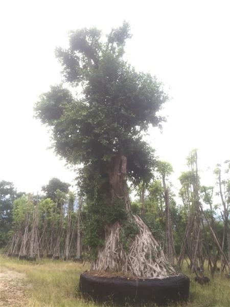 ไทรย้อย | สวนเจ๊สาวพันธุ์ไม้ - แก่งคอย สระบุรี