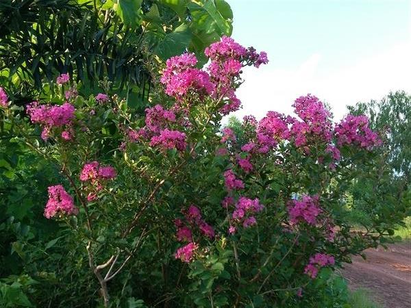 ยี่เข่ง | สวนกอบกุญ (KOBKUN GARDEN) - เมืองอุดรธานี อุดรธานี