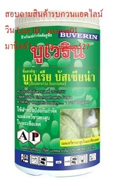 บูเวรีน ( บิวเวอเรีย บัสเซียน่า ) | KB Hydro Tech - บางพลี สมุทรปราการ