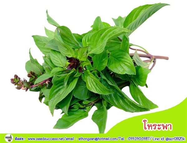 โหระพา (Sweet Basil) | seedsuccess (ซีดซักเซส) - เขื่องใน อุบลราชธานี