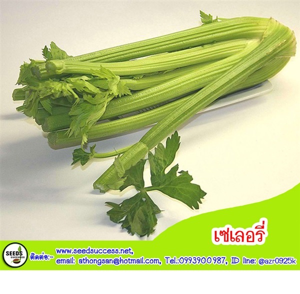 เซเลอรี่ (Celery) | seedsuccess (ซีดซักเซส) - เขื่องใน อุบลราชธานี