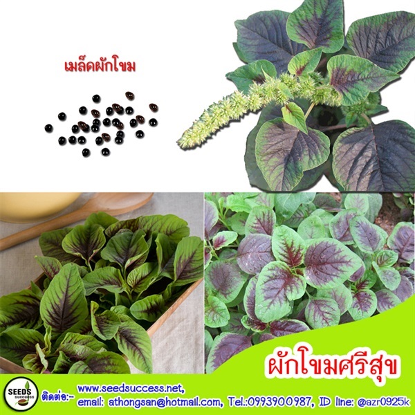 ผักโขมแดงพันธุ์ศรีสุข | seedsuccess (ซีดซักเซส) - เขื่องใน อุบลราชธานี