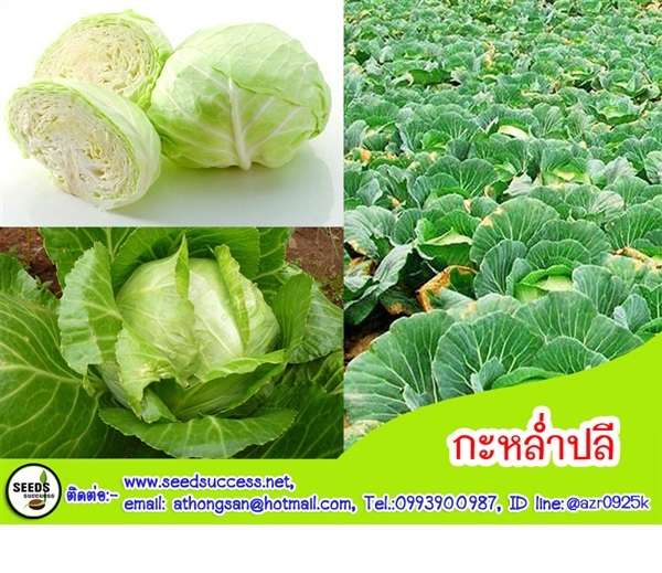 กะหล่ำปลี (Common Cabbage)  | seedsuccess (ซีดซักเซส) - เขื่องใน อุบลราชธานี