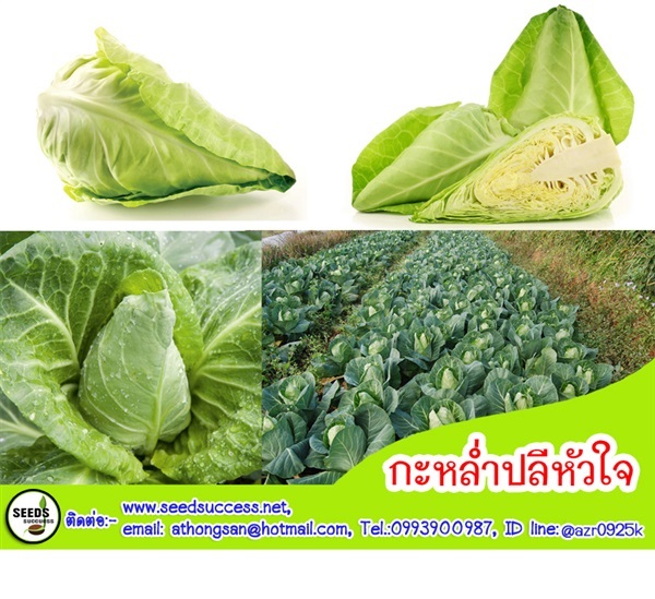 กะหล่ำปลีหัวใจ | seedsuccess (ซีดซักเซส) - เขื่องใน อุบลราชธานี