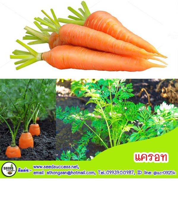 แครอท (carrot) | seedsuccess (ซีดซักเซส) - เขื่องใน อุบลราชธานี