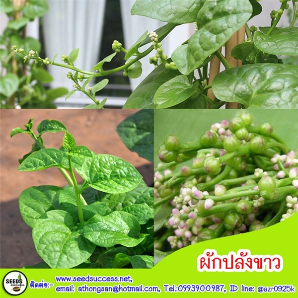 ผักปลังขาว /ผักปลังเขียว (White Ceylon Spinach)  | seedsuccess (ซีดซักเซส) - เขื่องใน อุบลราชธานี