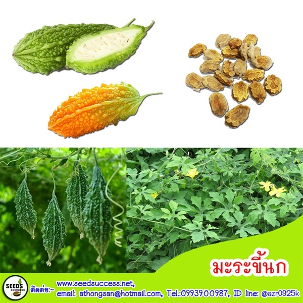 มะระขี้นก (Bitter Cucumber)