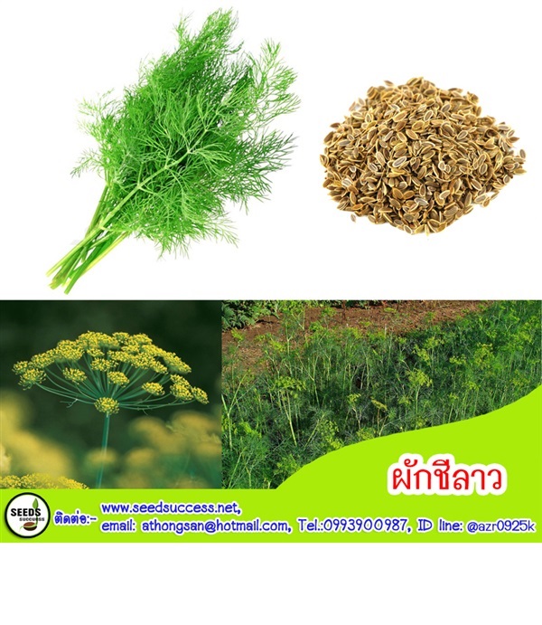 ผักชีลาว | seedsuccess (ซีดซักเซส) - เขื่องใน อุบลราชธานี