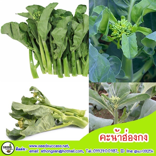 คะน้าฮ่องกงจัมโบ้ (Chinese Kale) | seedsuccess (ซีดซักเซส) - เขื่องใน อุบลราชธานี