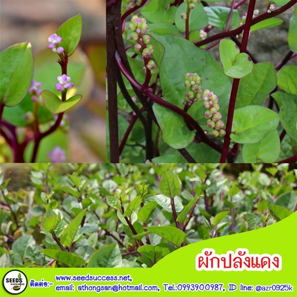 ผักปลังแดง (Red Ceylon Spinach) 