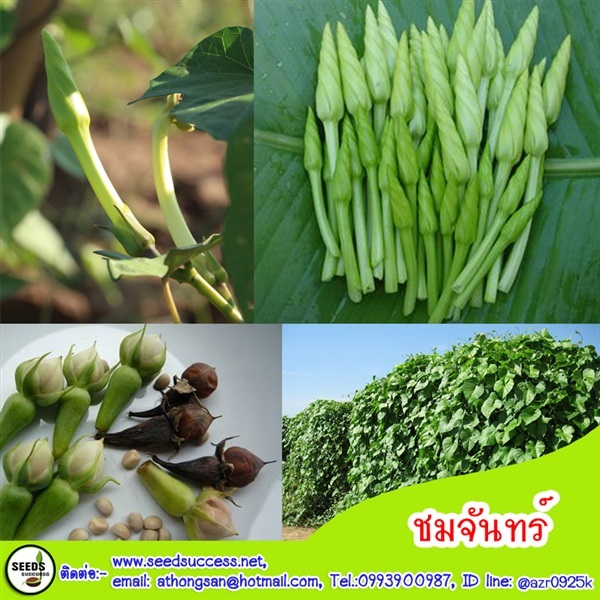 ชมจันทร์ (Moonflower)  / 10 เมล็ด | seedsuccess (ซีดซักเซส) - เขื่องใน อุบลราชธานี