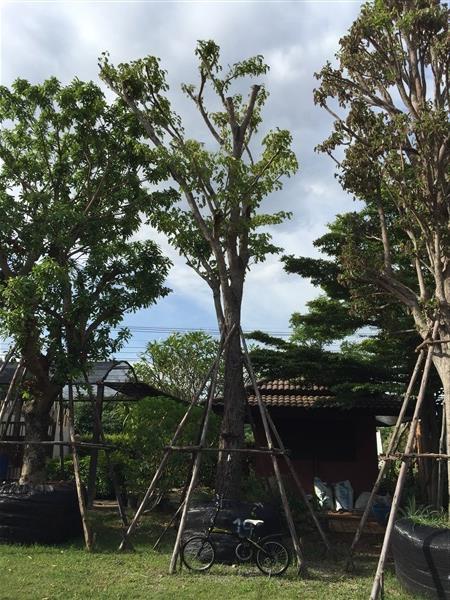 ต้นมะค่าแต้ 19" | TASA Landscaping - ปากช่อง นครราชสีมา