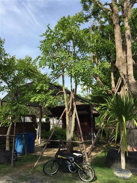 ต้นคูน ต้นราชพฤกษ์ 8" | TASA Landscaping - ปากช่อง นครราชสีมา