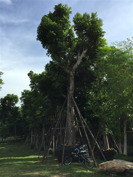 ต้นมะฮอกกานี 23" | TASA Landscaping - ปากช่อง นครราชสีมา