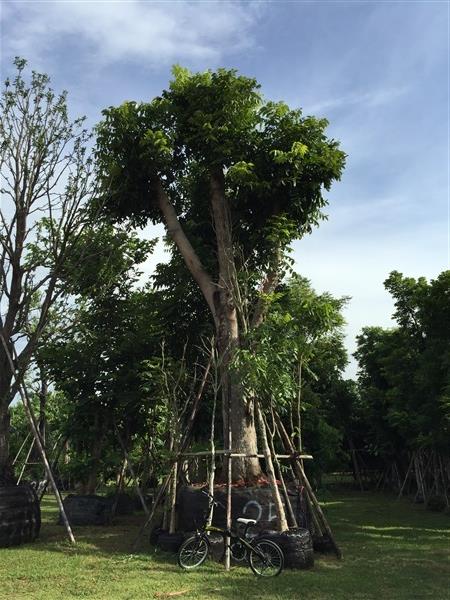 ต้นมะฮอกกานี 25" | TASA Landscaping - ปากช่อง นครราชสีมา
