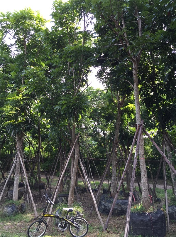 ต้นมะฮอกกานี 6"-8" | TASA Landscaping - ปากช่อง นครราชสีมา