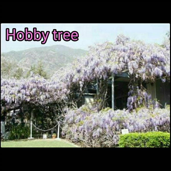 ซุ้มวิสทีเรีย ต้อนรับหน้าฝน | hobby tree - ลำลูกกา ปทุมธานี