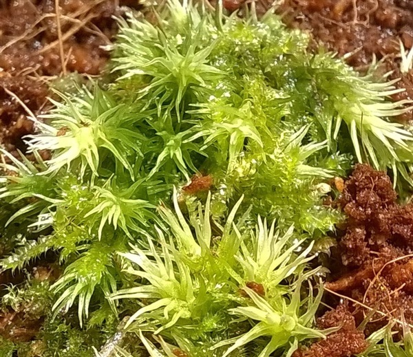 มอสข้าวตอกฤาษี ข้าวตอกฤาษี Sphagnum moss | รุ่งอรุณไม้ประดับ - บ้านฉาง ระยอง