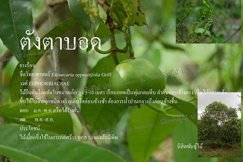 ตังตาบอด | นิสิตพันธุ์ไม้ - ปากช่อง นครราชสีมา